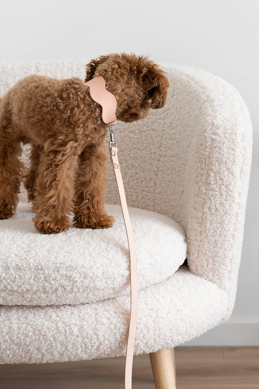 Dog in sofa in pink wavy dog collar