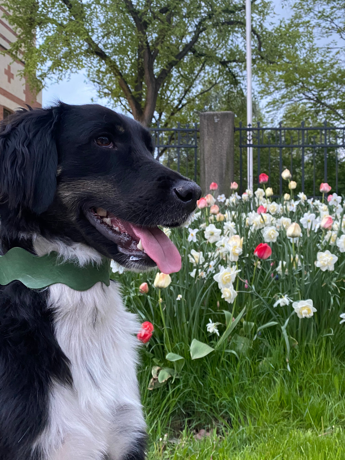 The Dangers of Heat for Dogs: How to Protect Your Furry Friend