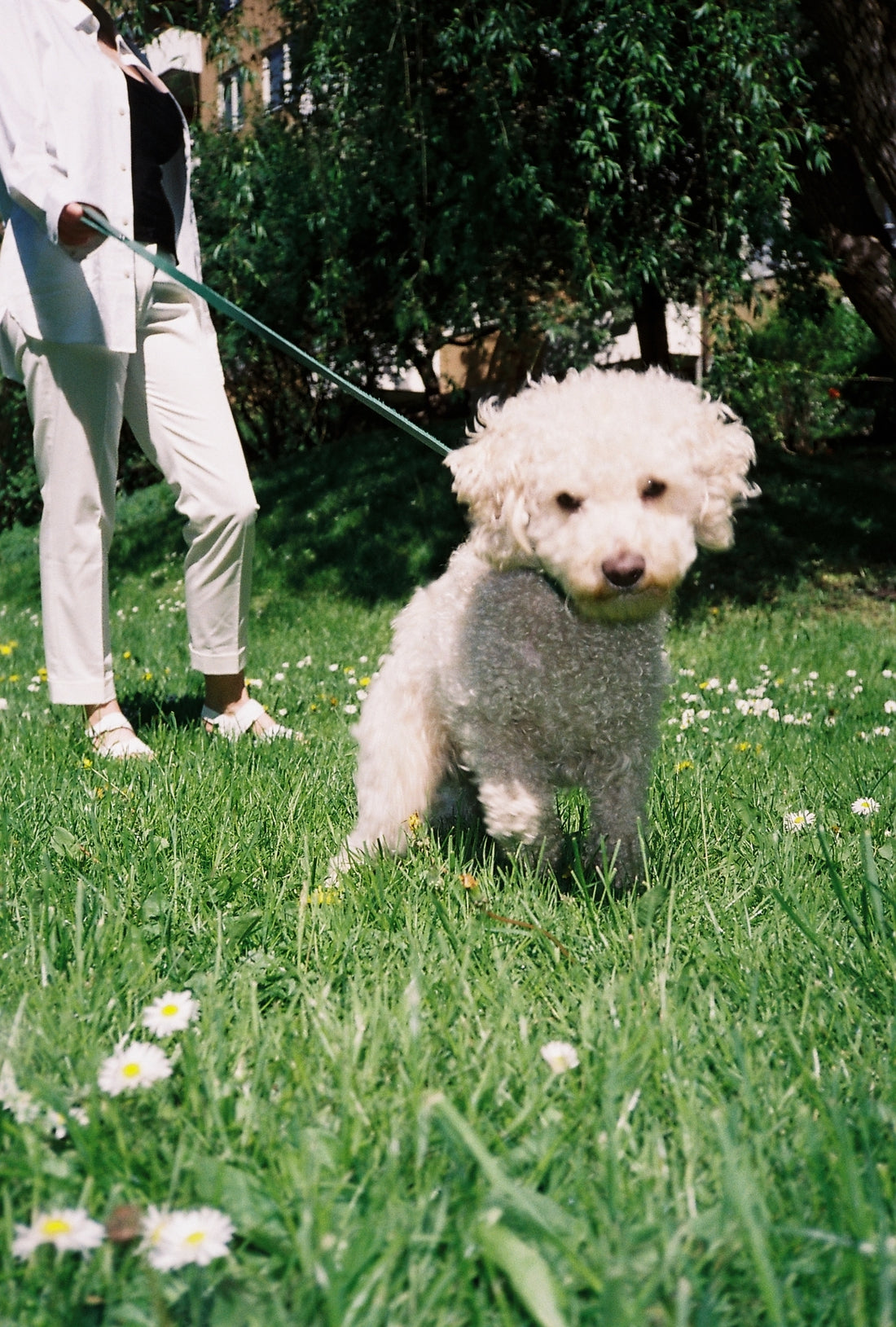 Keeping Your Dog Safe from Ticks This Summer in Sweden