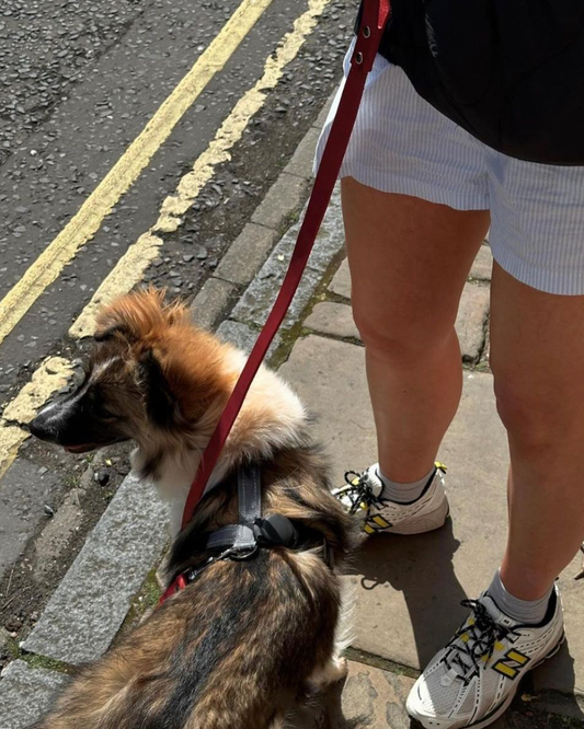 CLASSIC DOG LEASH TOMATO