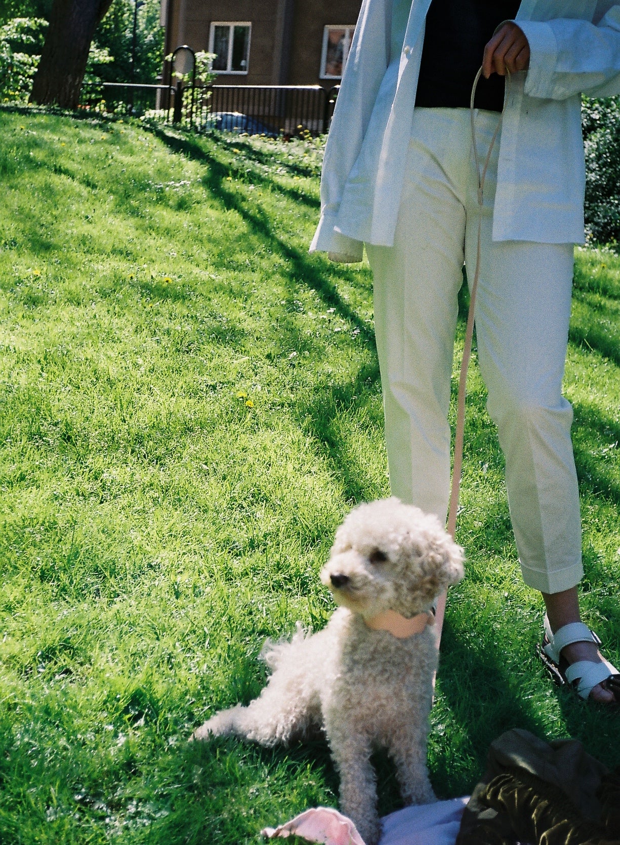 Misja poodle mix on green grass with her owner Dorothy Mörner