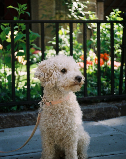 CLASSIC SOFT LEASH ROSE PINK